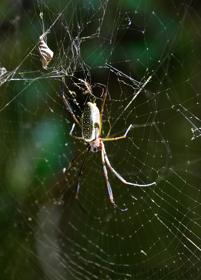 Trichonephila clavipes clavipes [170 mm, 1/30 Sek. bei f / 5.6, ISO 1600]